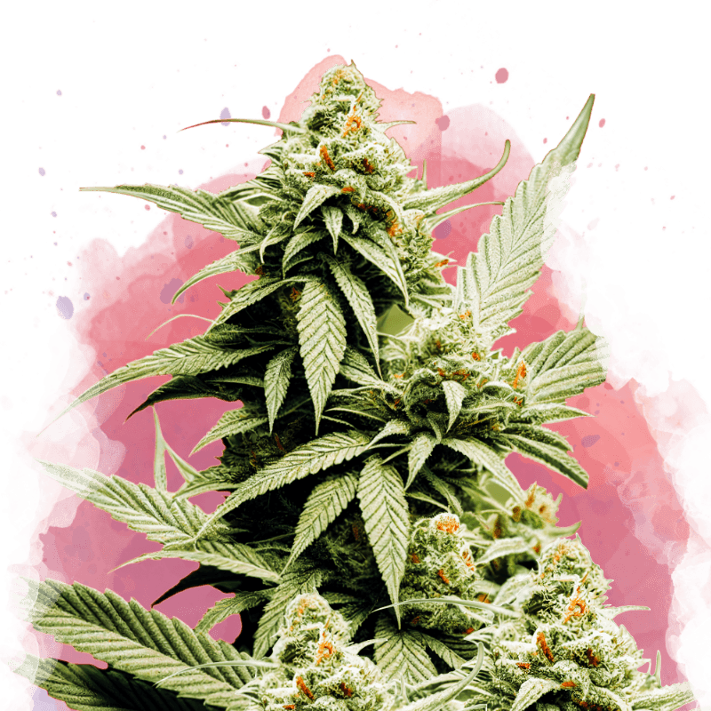 Cement Shoes Feminized Seeds