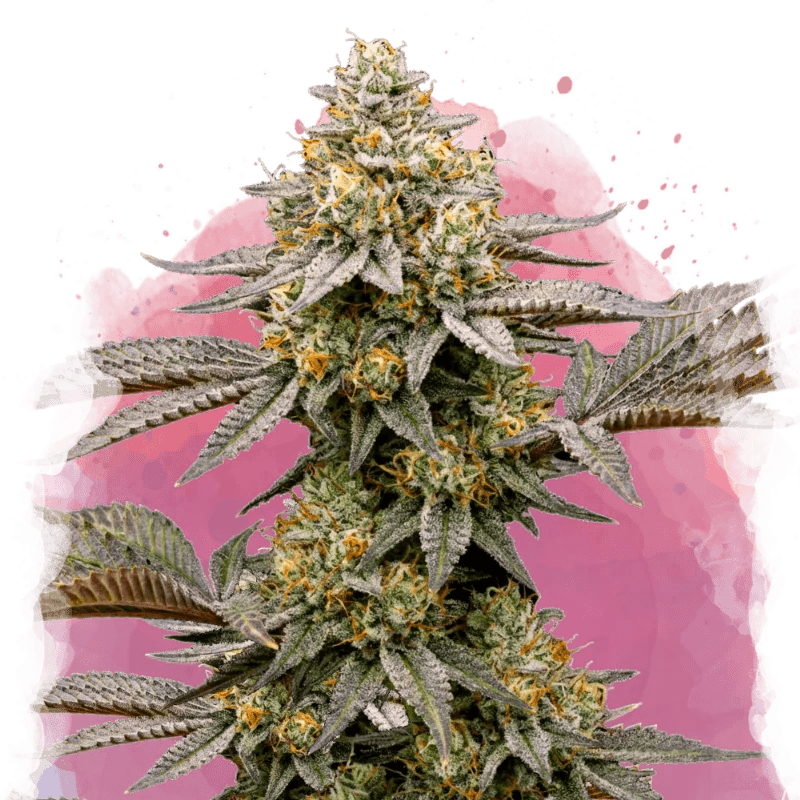 Cereal Milk Feminized Seeds