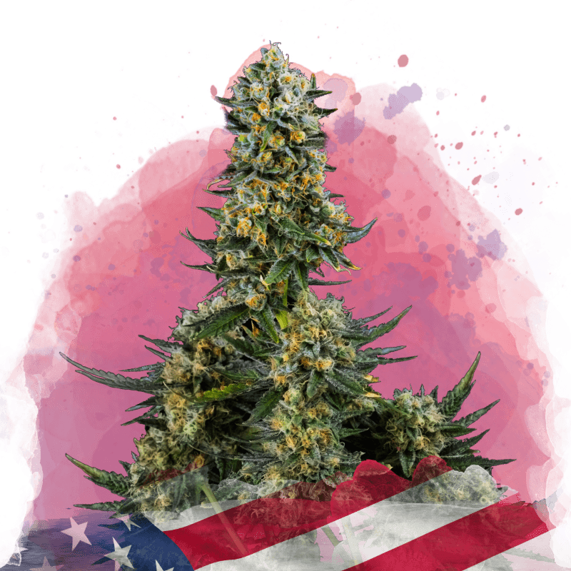 Chemdog Feminized Seeds