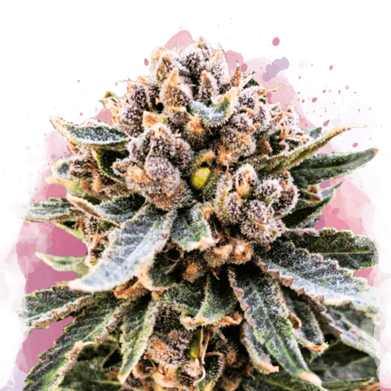 Cherry Blossom v2 CBD Feminized Seeds