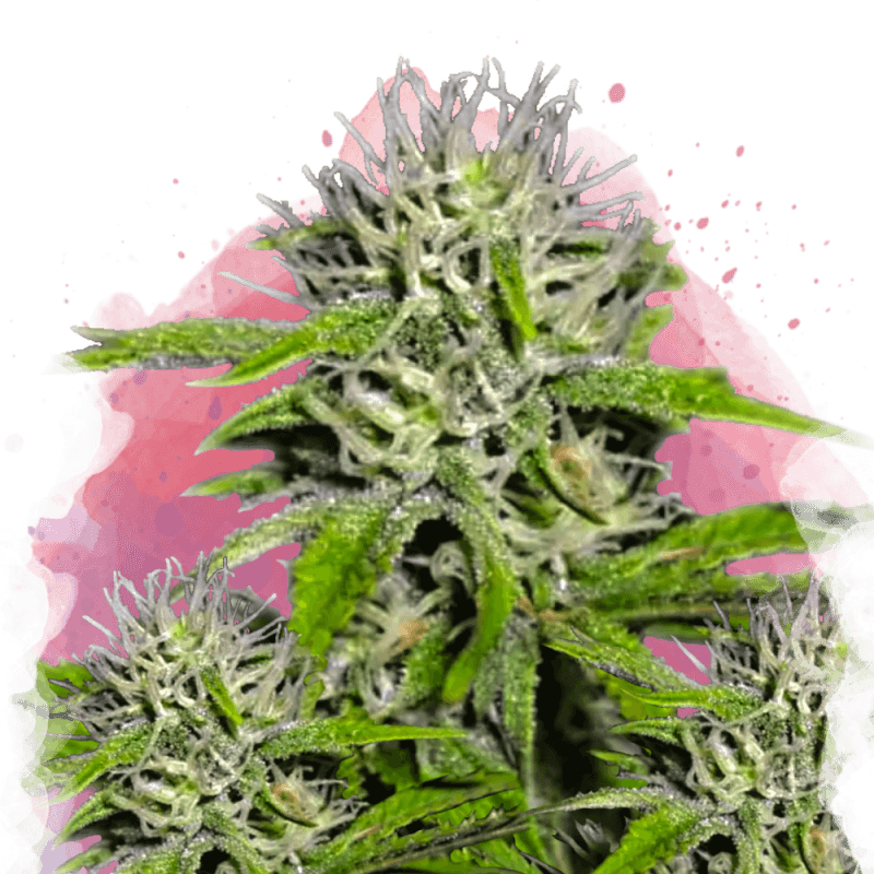 Cherry Wine v2 CBD Feminized Seeds