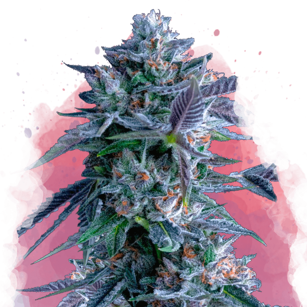 Chocolope Feminized Seeds