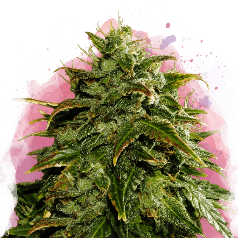Cookies & Cream Feminized Seeds