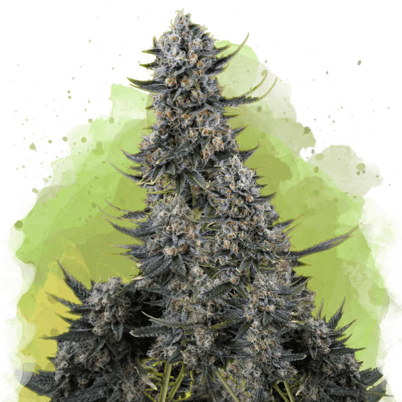 Critical Autoflower Seeds