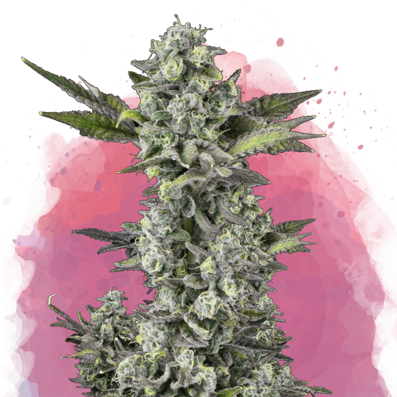 Critical Feminized Seeds