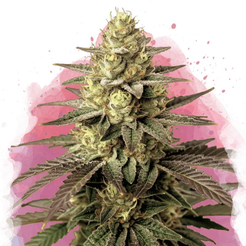 Do Si Dos Feminized Seeds
