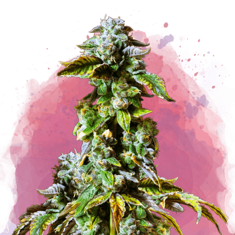Durban Poison Feminized Seeds