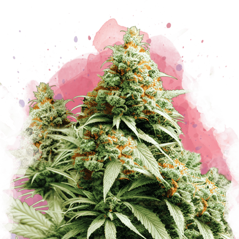 Exodus Cheese Feminized Seeds