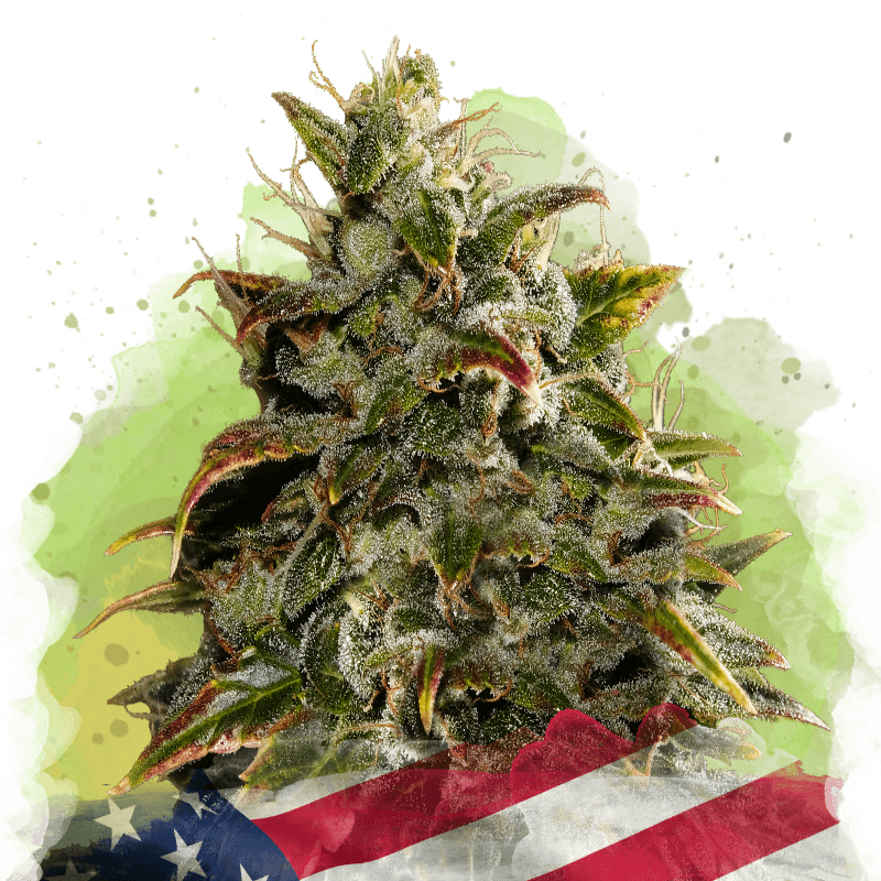 Gelato Autoflower Seeds