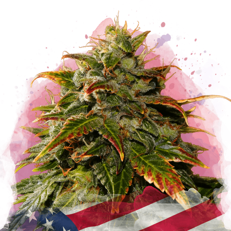 Gelato Feminized Seeds
