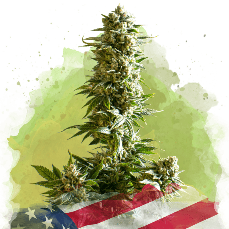Girl Scout Cookies Autoflower Seeds