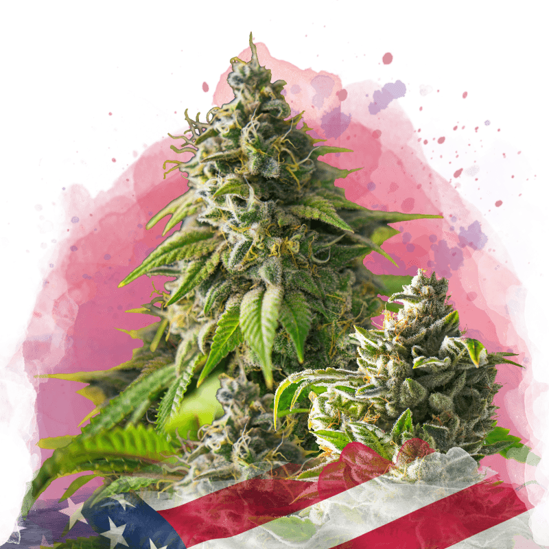 Girl Scout Cookies Feminized Seeds