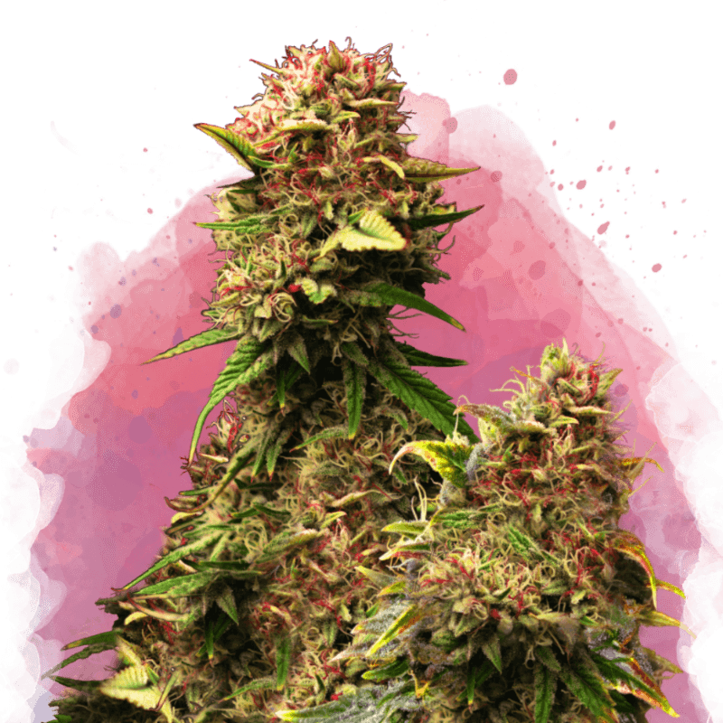 Granddaddy Purple Feminized Seeds
