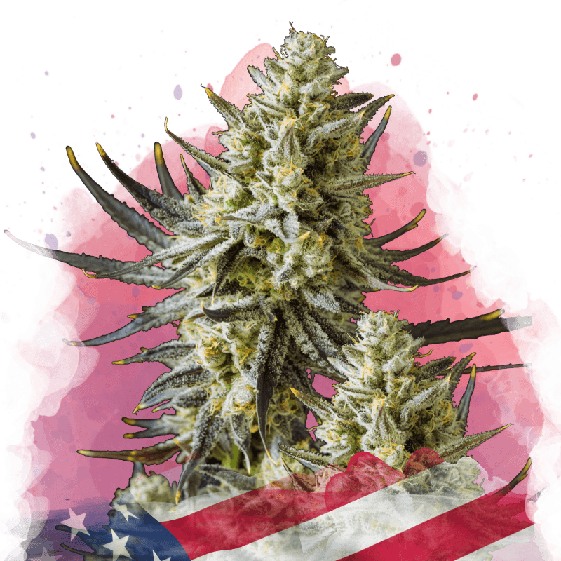 Grease Monkey Feminized Seeds