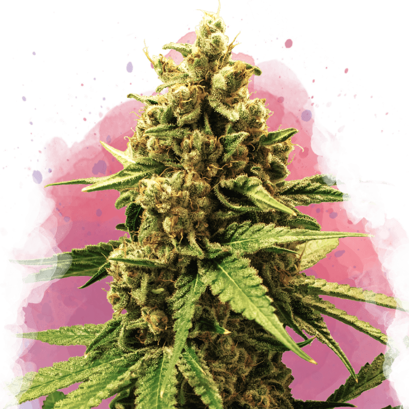 Great White Shark Feminized Seeds