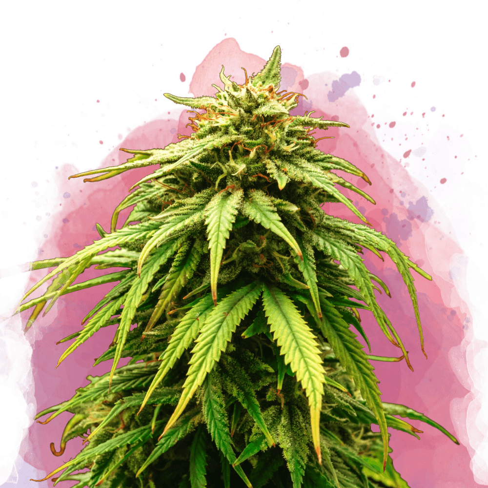 Green Crack Feminized Seeds