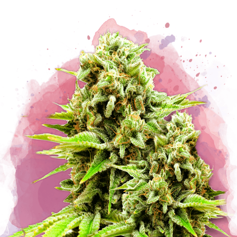 Green Poison Feminized Seeds