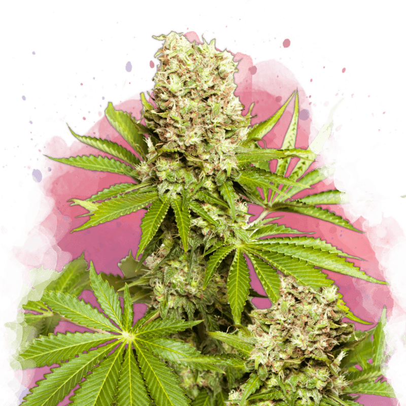 Hawaii Maui Waui Feminized Seeds