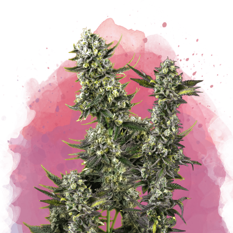 Hindu Kush Feminized Seeds
