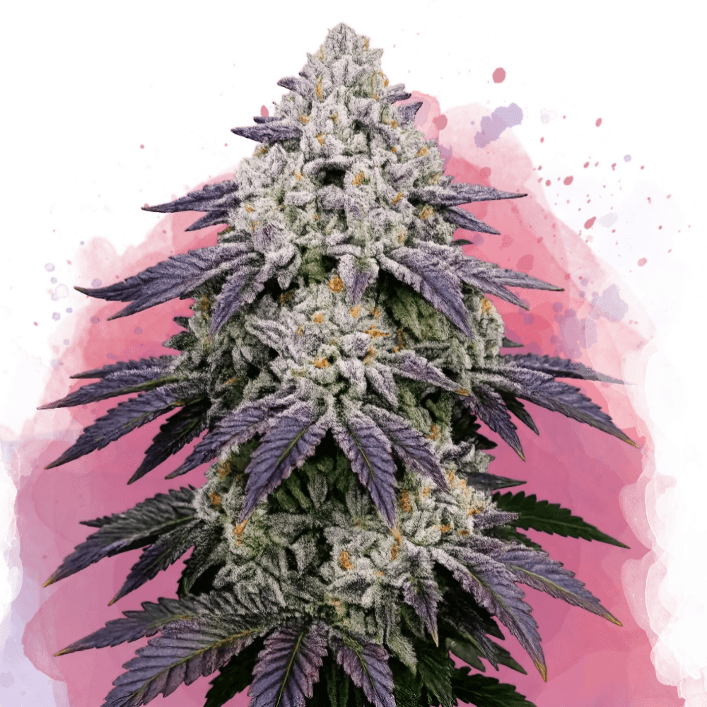 Ice Cream Cake Feminized Seeds
