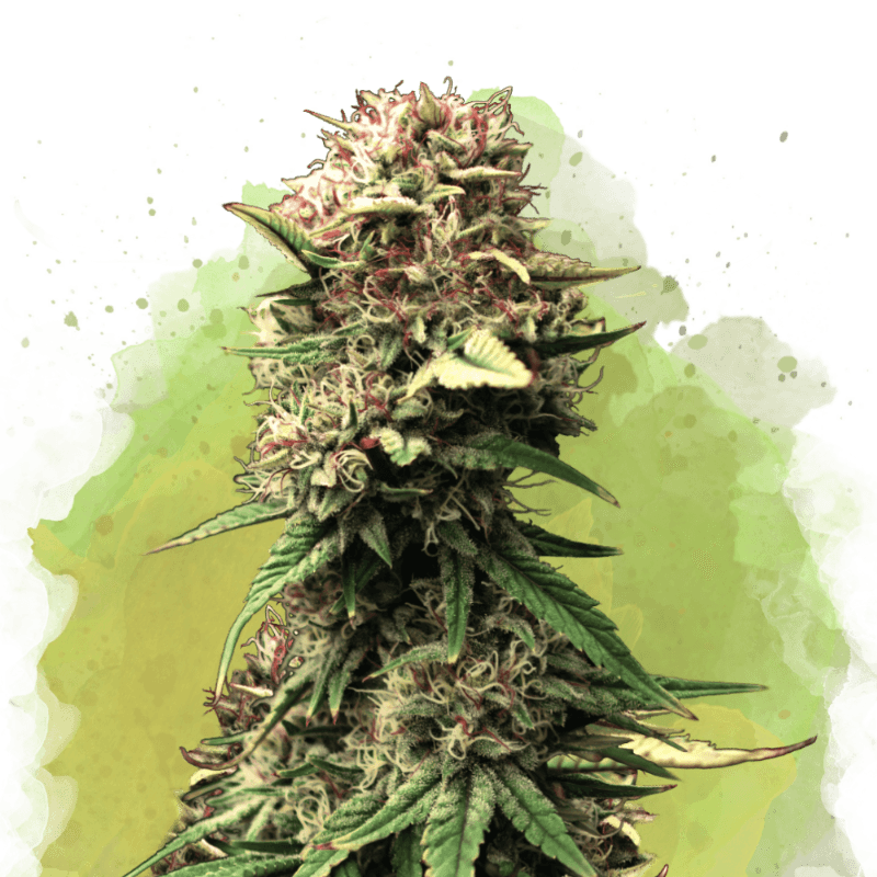 Jock Horror Autoflower Seeds