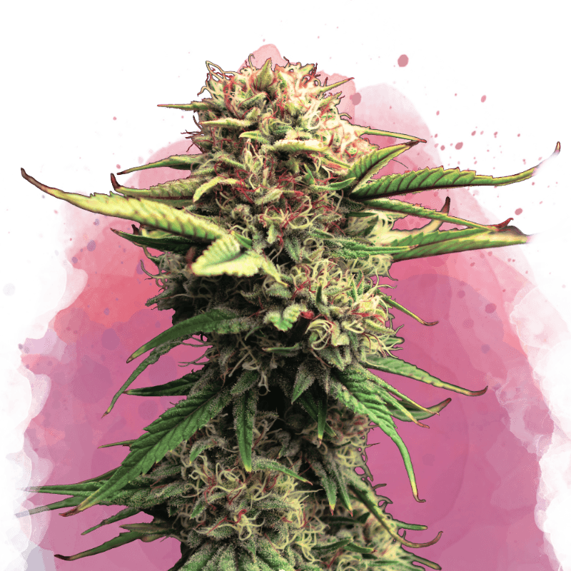 Jock Horror Feminized Seeds