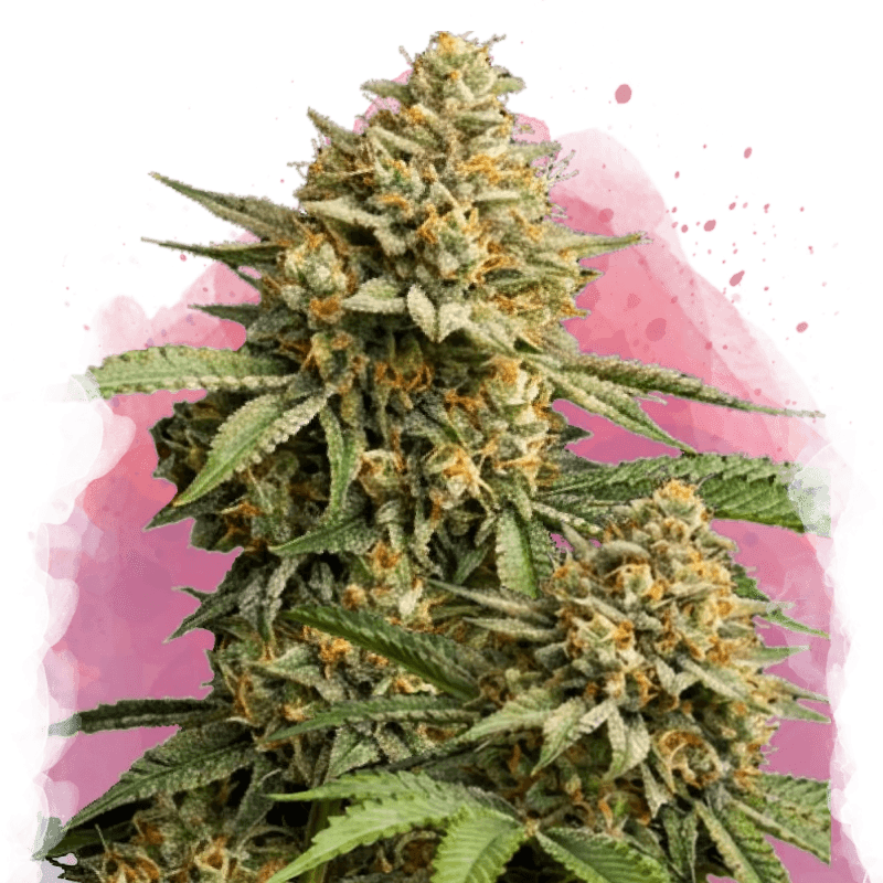Lemon Cherry Gelato Feminized Seeds
