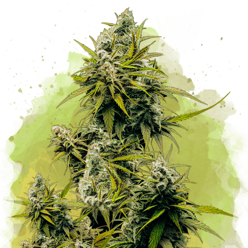 Lemon OG Haze Autoflower Seeds