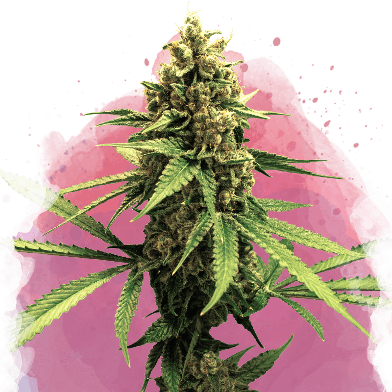 Lemon OG Haze Feminized Seeds