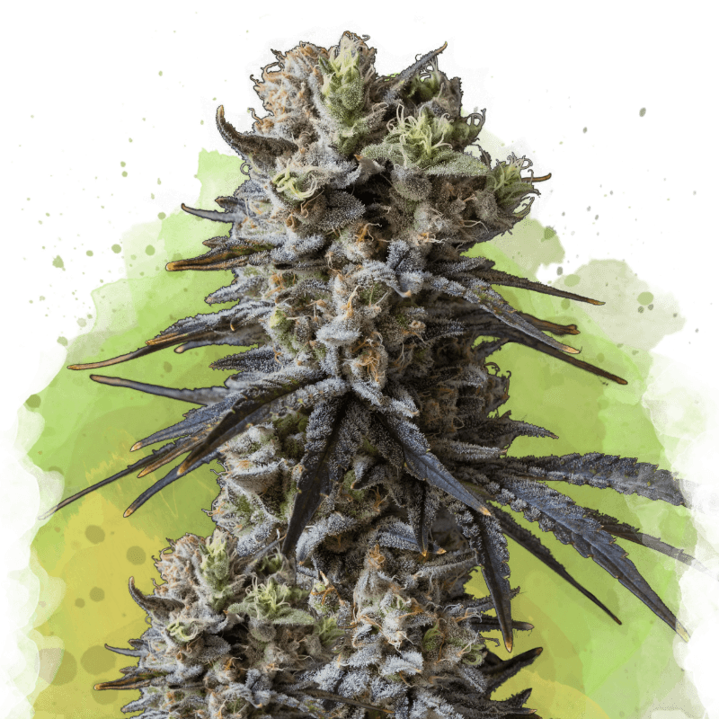 Lithium OG Kush Autoflower Seeds