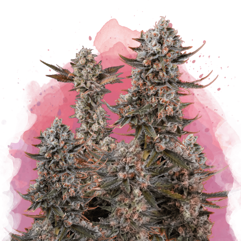 Lithium OG Kush Feminized Seeds