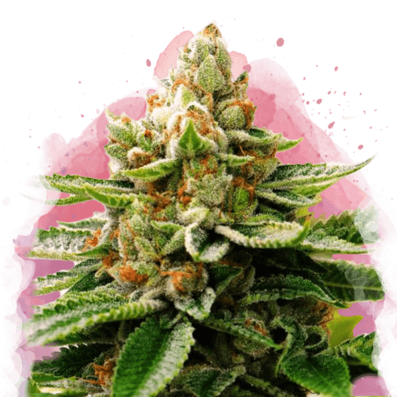 LSD Feminized Seeds