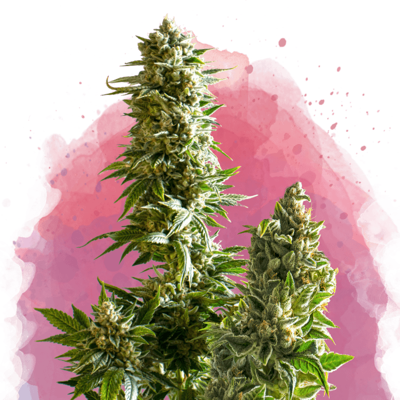 Master Kush Feminized Seeds