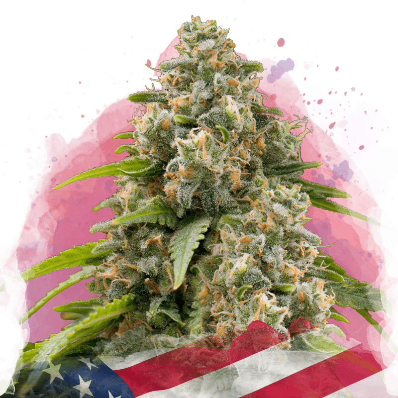 Matanuska Feminized Seeds