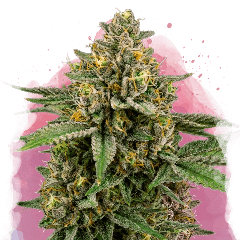 Mimosa Feminized Seeds