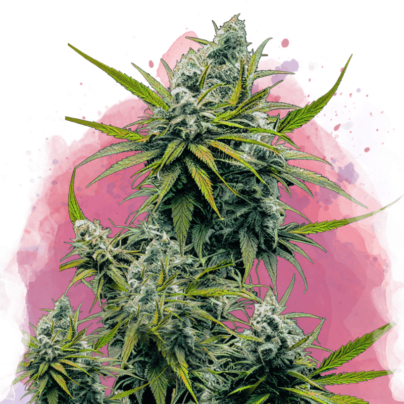 Nicole Kush Feminized Seeds