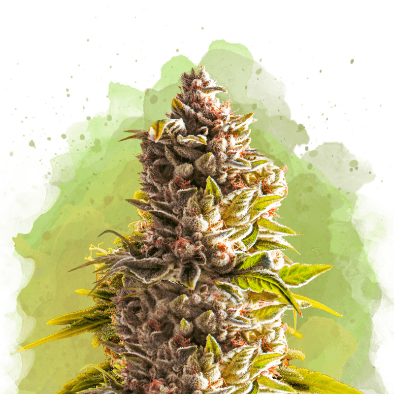 Northern Light Autoflower Seeds