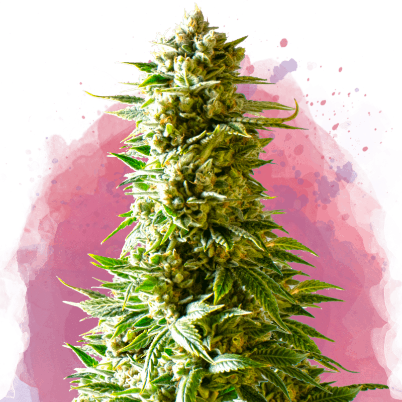 Northern Light Feminized Seeds