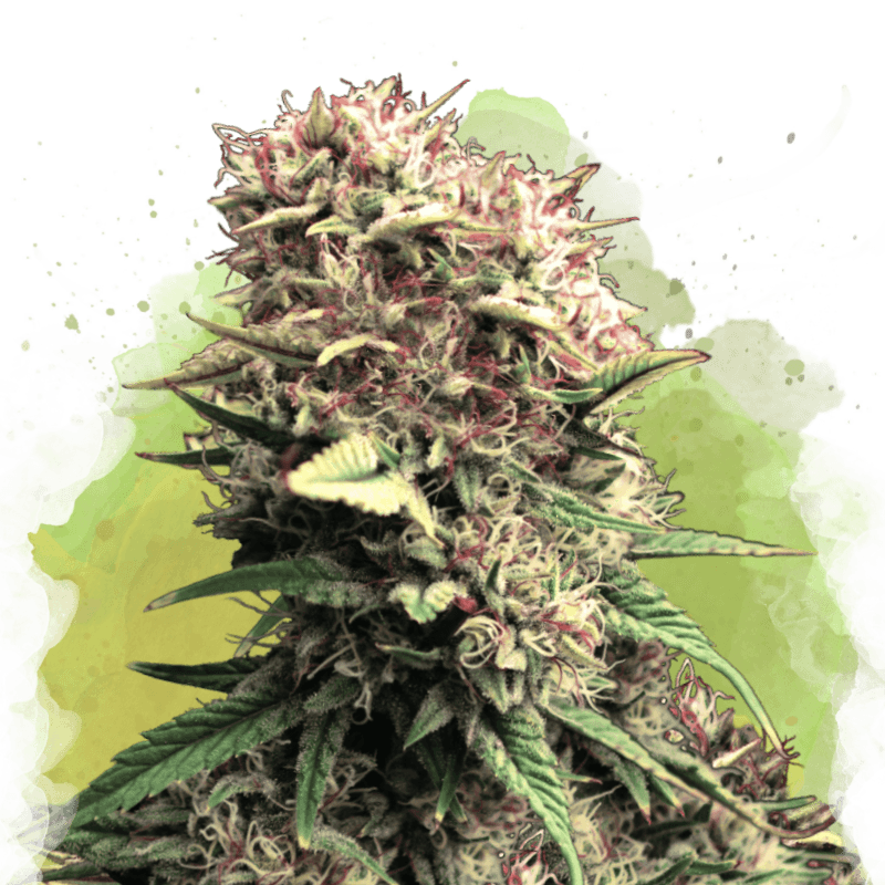 OG Kush Autoflower Seeds