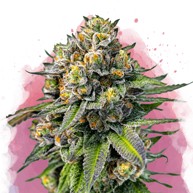 OG Kush Feminized Seeds