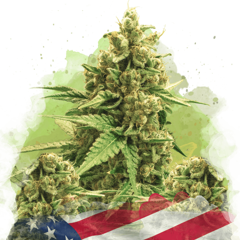 Original Glue Autoflower Seeds