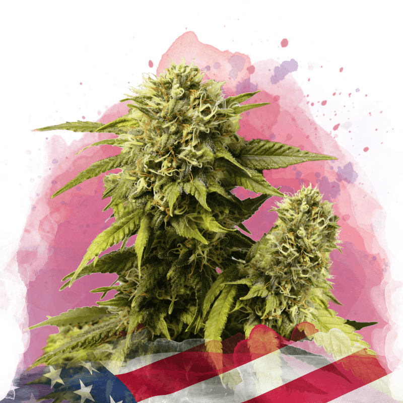 Original Glue Feminized Seeds