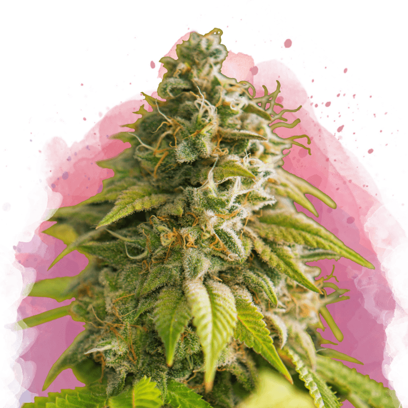 Papaya Feminized Seeds