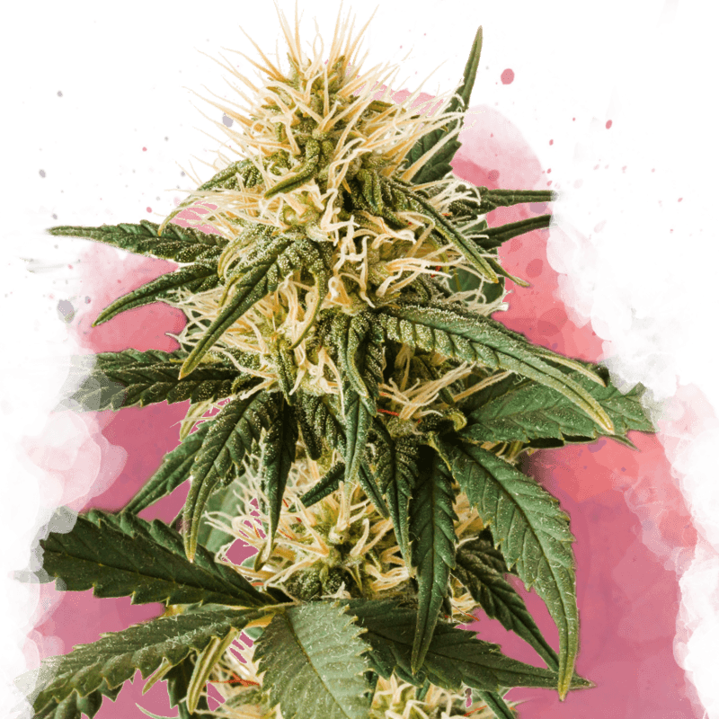 Pure Power Plant Feminized Seeds