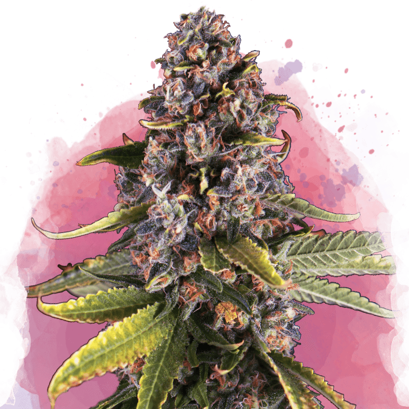 Raspberry Cough Feminized Seeds