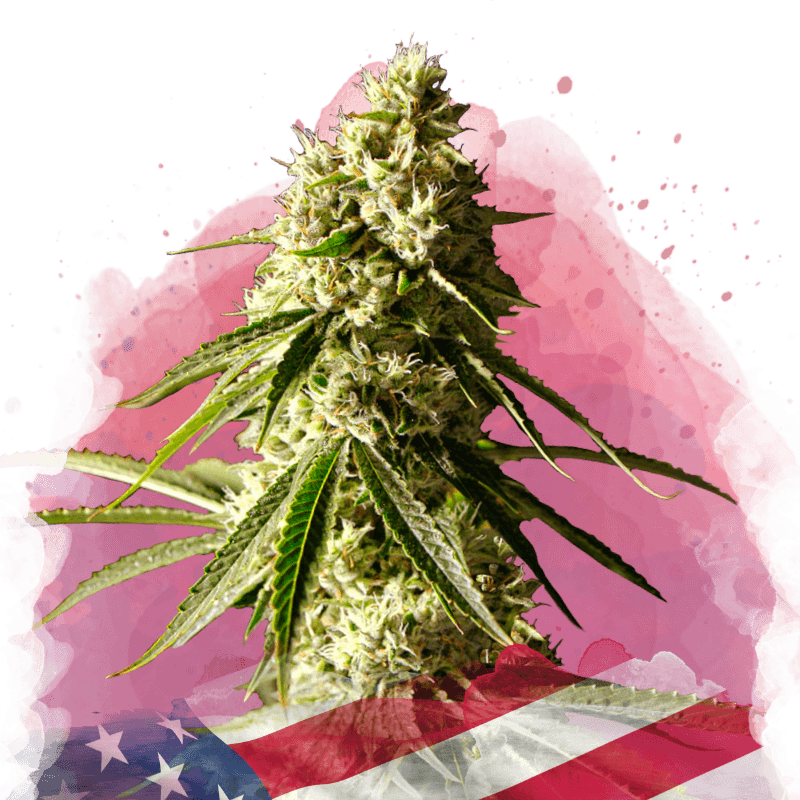 Runtz Feminized Seeds
