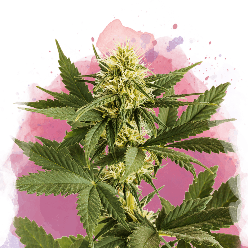 Shiskaberry Feminized Seeds
