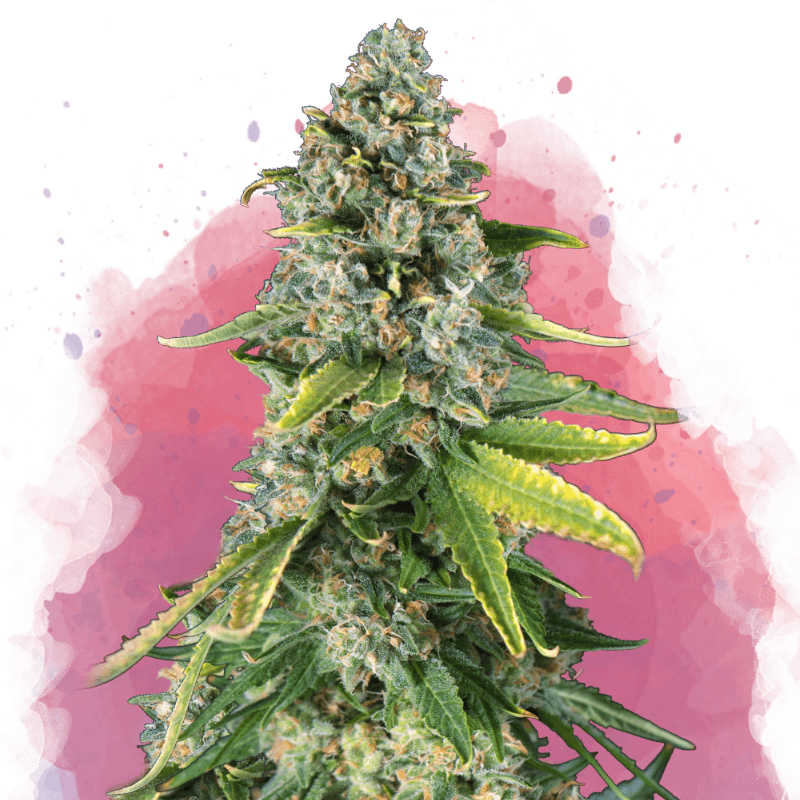 Skunk #1 Feminized Seeds