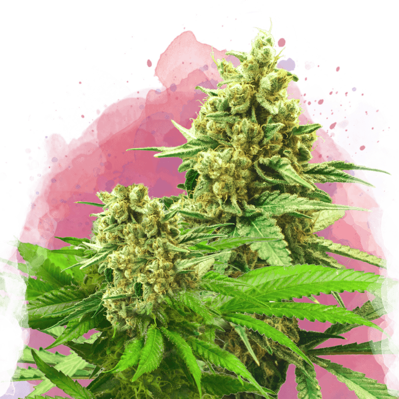Somango XXL Feminized Seeds