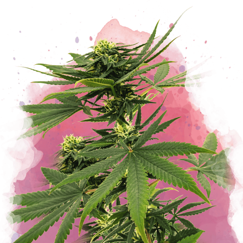 Sour Diesel Feminized Seeds